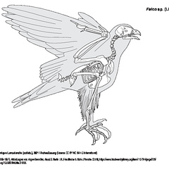 Faucon (7169 visites) MEYER, Adolf Bernhard. (1889-1897). Abbildungen von Vogel-Skeletten. Band II. Berlin : R. Friedländ... Faucon