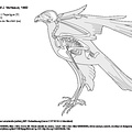 Busard de Maillard (7331 visites) MILNE EDWARDS, Alph. & GRANDIDIER, Alfred. (1885). Volume XIII : Histoire naturelle des oiseaux. Tom... Busard de Maillard