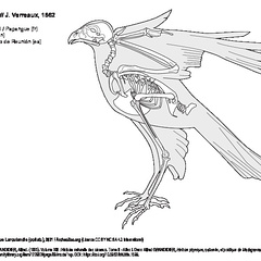 Busard de Maillard (7322 visites) MILNE EDWARDS, Alph. & GRANDIDIER, Alfred. (1885). Volume XIII : Histoire naturelle des oiseaux. Tom... Busard de Maillard