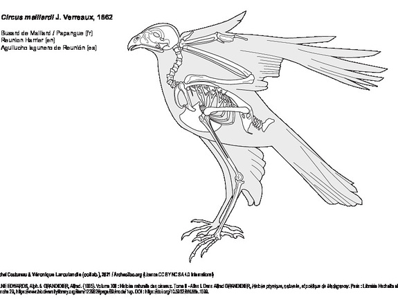 Busard de Maillard (7323 visites) MILNE EDWARDS, Alph. & GRANDIDIER, Alfred. (1885). Volume XIII : Histoire naturelle des oiseaux. Tom... Busard de Maillard