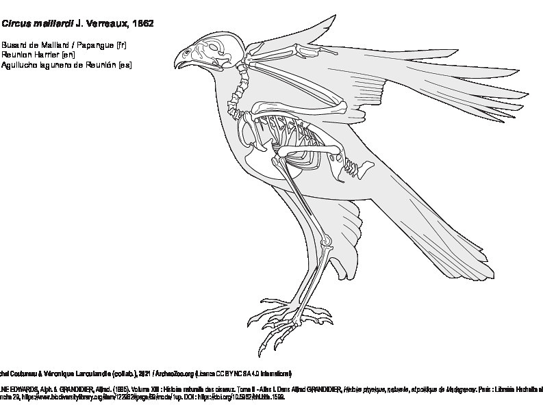 Busard de Maillard (7329 visites) MILNE EDWARDS, Alph. & GRANDIDIER, Alfred. (1885). Volume XIII : Histoire naturelle des oiseaux. Tom... Busard de Maillard