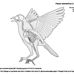 Moineau domestique (7181 visites) MEYER, Adolf Bernhard. (1889-1897). Abbildungen von Vogel-Skeletten. Band II. Berlin : R. Friedländ... Moineau domestique