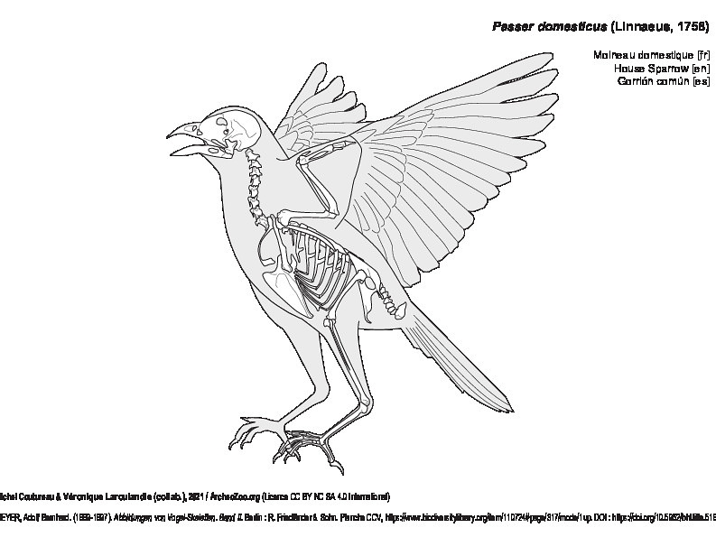 Moineau domestique (7180 visites) MEYER, Adolf Bernhard. (1889-1897). Abbildungen von Vogel-Skeletten. Band II. Berlin : R. Friedländ... Moineau domestique