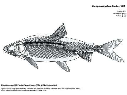 Palée (5736 visites) Agassiz (Louis), Vogt (Karl Christoph). - Anatomie des Salmones. Neuchâtel : Wolfrath, 1845. DOI : ... Palée