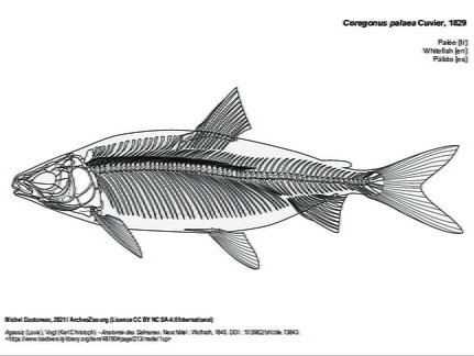 Whitefish