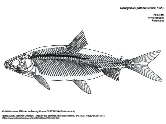 Palée (5768 visites) Agassiz (Louis), Vogt (Karl Christoph). - Anatomie des Salmones. Neuchâtel : Wolfrath, 1845. DOI : ... Palée
