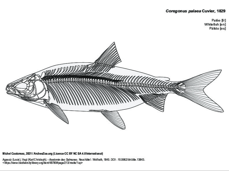 Palée (5740 visites) Agassiz (Louis), Vogt (Karl Christoph). - Anatomie des Salmones. Neuchâtel : Wolfrath, 1845. DOI : ... Palée