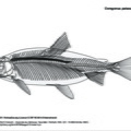 coregonus_palaea.pdf