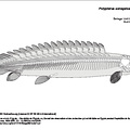 Bichir gris (5229 visites) Commission des sciences et arts d'Egypte. - Description de l'Égypte, ou, Recueil des observations e... Bichir gris