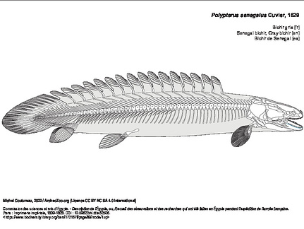 Bichir gris (5219 visites) Commission des sciences et arts d'Egypte. - Description de l'Égypte, ou, Recueil des observations e... Bichir gris
