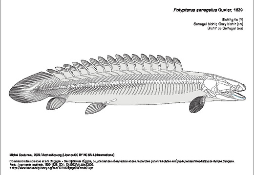 Bichir gris (5218 visites) Commission des sciences et arts d'Egypte. - Description de l'Égypte, ou, Recueil des observations e... Bichir gris