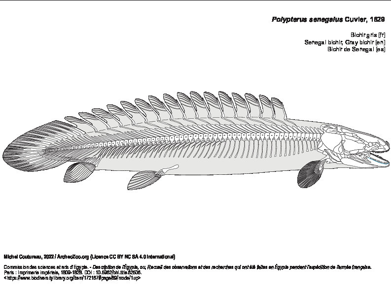 Bichir gris (5226 visites) Commission des sciences et arts d'Egypte. - Description de l'Égypte, ou, Recueil des observations e... Bichir gris