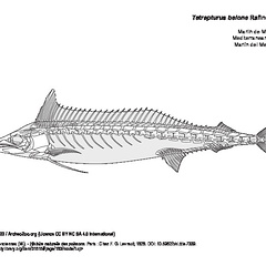 Marlin de Méditerranée (5422 visites) Cuvier (Georges), Valenciennes (M.). - Histoire naturelle des poissons. Paris : Chez F. G. Levrault,... Marlin de Méditerranée