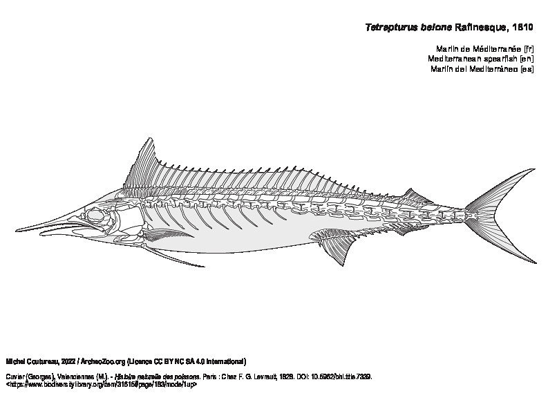 Marlin de Méditerranée (5413 visites) Cuvier (Georges), Valenciennes (M.). - Histoire naturelle des poissons. Paris : Chez F. G. Levrault,... Marlin de Méditerranée
