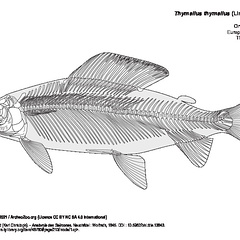 Ombre commun (5284 visites) Agassiz (Louis), Vogt (Karl Christoph). - Anatomie des Salmones. Neuchâtel : Wolfrath, 1845. DOI: 1... Ombre commun
