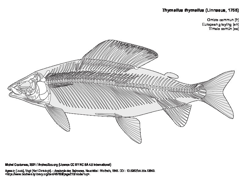 Ombre commun (5284 visites) Agassiz (Louis), Vogt (Karl Christoph). - Anatomie des Salmones. Neuchâtel : Wolfrath, 1845. DOI: 1... Ombre commun
