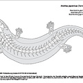 Salamandre géante du Japon (6051 visites) Franz de Siebold (Philipp), De Haan (Willem), Temminck (Coenraad Jacob), Schlegel (Hermann). - Fauna... Salamandre géante du Japon