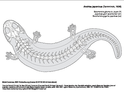 Salamandre géante du Japon (6047 visites) Franz de Siebold (Philipp), De Haan (Willem), Temminck (Coenraad Jacob), Schlegel (Hermann). - Fauna... Salamandre géante du Japon