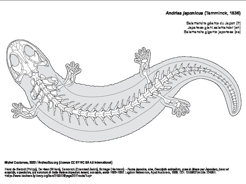 Salamandre géante du Japon (6047 visites) Franz de Siebold (Philipp), De Haan (Willem), Temminck (Coenraad Jacob), Schlegel (Hermann). - Fauna... Salamandre géante du Japon