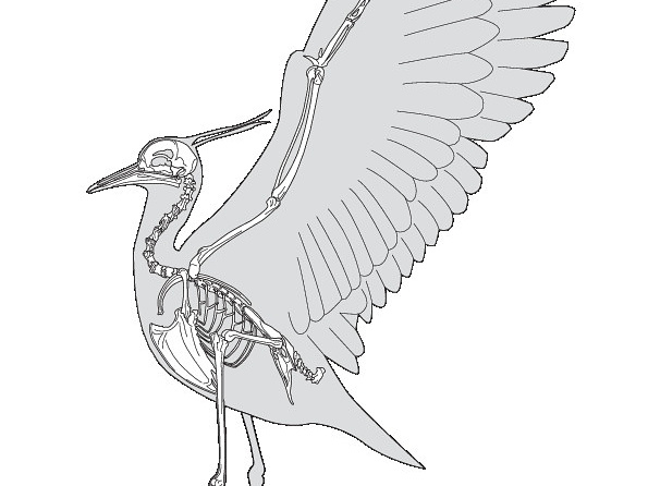Vanneau soldat (4993 visites) Milne-Edwards (Alphonse). - Recherches anatomiques et paléontologiques pour servir à l'histoire de... Vanneau soldat