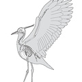 Vanneau soldat (4996 visites) Milne-Edwards (Alphonse). - Recherches anatomiques et paléontologiques pour servir à l'histoire de... Vanneau soldat