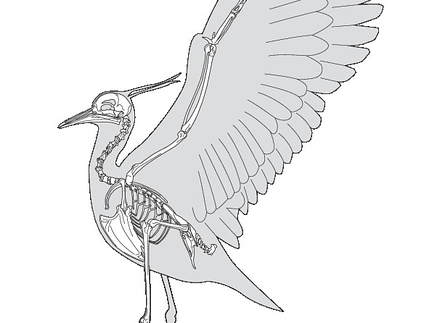 Vanneau soldat (4994 visites) Milne-Edwards (Alphonse). - Recherches anatomiques et paléontologiques pour servir à l'histoire de... Vanneau soldat