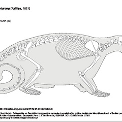 Binturong (5791 visites) Ducrotay de Blainville (Henri-Marie). - Ostéographie, ou, Description iconographique comparée du s... Binturong