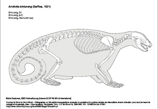 Binturong (5790 visites) Ducrotay de Blainville (Henri-Marie). - Ostéographie, ou, Description iconographique comparée du s... Binturong
