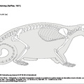 arctictis_binturong.pdf