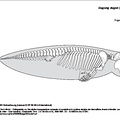 Dugong (6210 visites) Ducrotay de Blainville (Henri-Marie). - Ostéographie, ou, Description iconographique comparée du s... Dugong