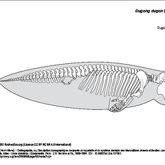Dugong (6206 visites) Ducrotay de Blainville (Henri-Marie). - Ostéographie, ou, Description iconographique comparée du s... Dugong