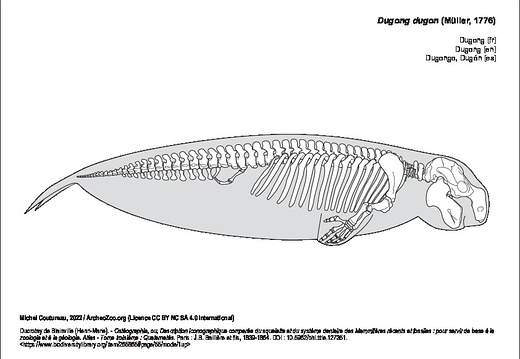 Dugong