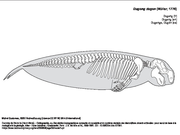 Dugong (6364 visites) Ducrotay de Blainville (Henri-Marie). - Ostéographie, ou, Description iconographique comparée du s... Dugong