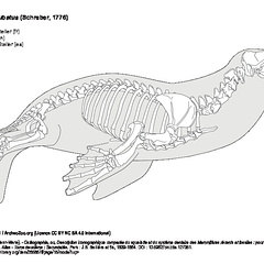 Lion de mer de Steller (6763 visites) Ducrotay de Blainville (Henri-Marie). - Ostéographie, ou, Description iconographique comparée du s... Lion de mer de Steller