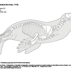 Steller sea lion