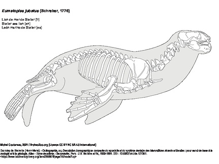 Lion de mer de Steller (6760 visites) Ducrotay de Blainville (Henri-Marie). - Ostéographie, ou, Description iconographique comparée du s... Lion de mer de Steller