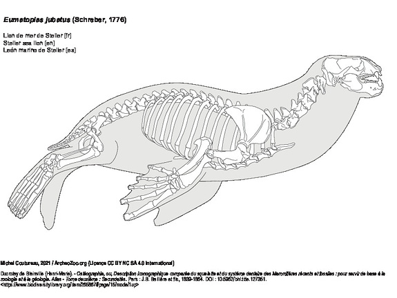 Lion de mer de Steller (6764 visites) Ducrotay de Blainville (Henri-Marie). - Ostéographie, ou, Description iconographique comparée du s... Lion de mer de Steller