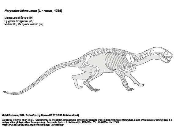 Mangouste d'Égypte