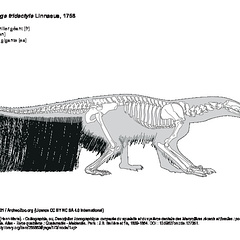 Oso hormiguero gigante