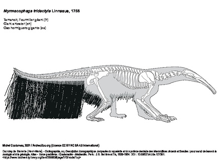 Oso hormiguero gigante