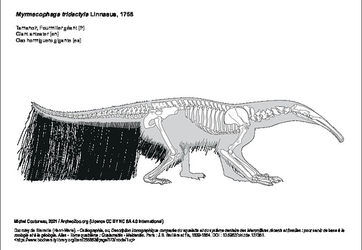 Oso hormiguero gigante