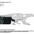 myrmecophaga_tridactyla.pdf