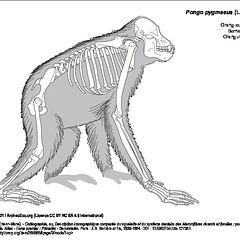 Orangután de Borneo