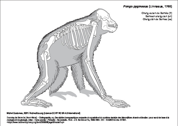 Orang-outan de Bornéo