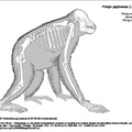 pongo_pygmaeus.pdf