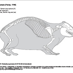 Rock hyrax