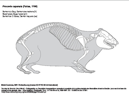 Rock hyrax