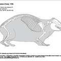 procavia_capensis.pdf