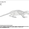 sorex_araneus.pdf