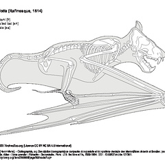 Molosse de Cestoni (5436 visites) Ducrotay de Blainville (Henri-Marie). - Ostéographie, ou, Description iconographique comparée du s... Molosse de Cestoni
